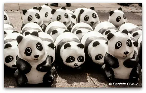 1600 Panda Exhibit