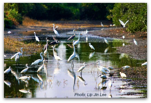 Beautiful Wading Birds at Mai Po Nature Reserve