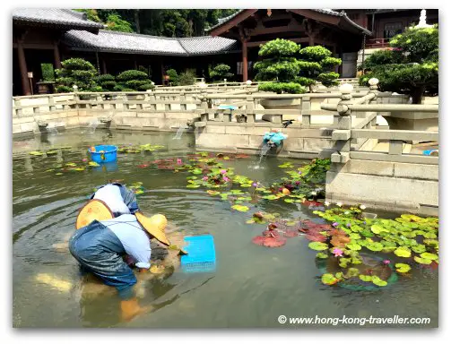 All courtyards, ponds are meticulously maintained at the Chi Lin Nunnery