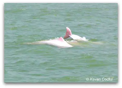 Pink Dolphins