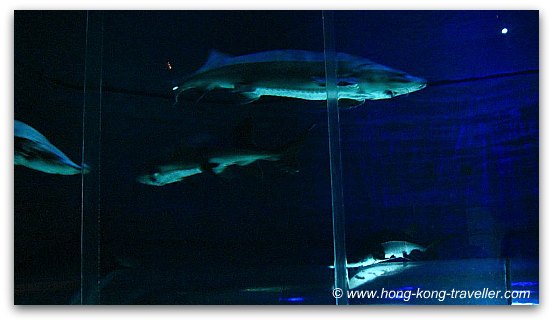 Chinese Sturgeon Aquarium Ocean Park