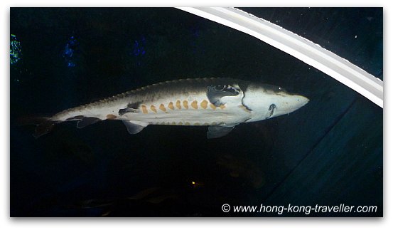 Chinese Sturgeon Ocean Park