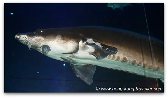 Chinese Sturgeon Ocean Park