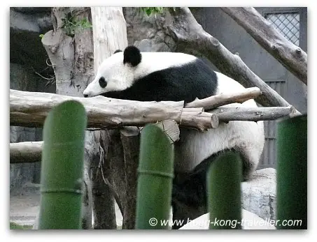 Le Le Snoozing at the Amazing Animals Exhibit