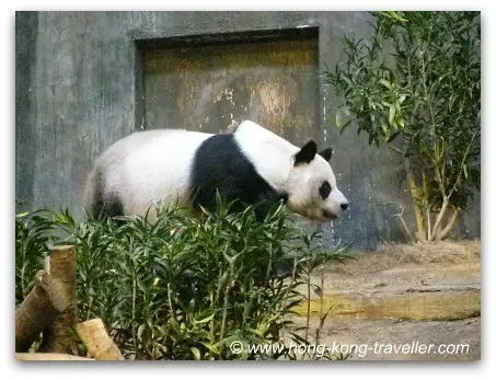 Jia Jia at the Giant Panda Habitat