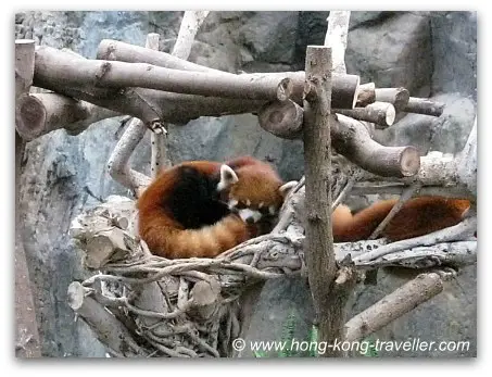 Red Pandas at Ocean Park