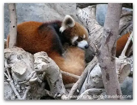 Endangered Red Pandas