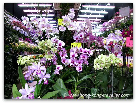 Hong Kong Flower Market