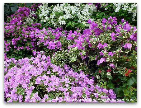 Hong Kong Flower Market