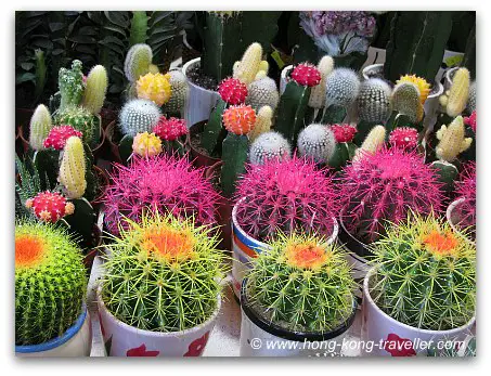 Hong Kong Flower Market