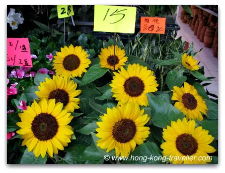 Hong Kong Flower Market