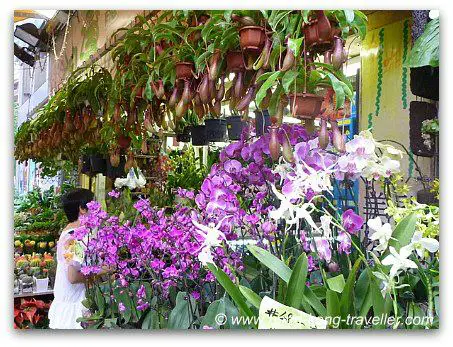 Hong Kong Flower Market