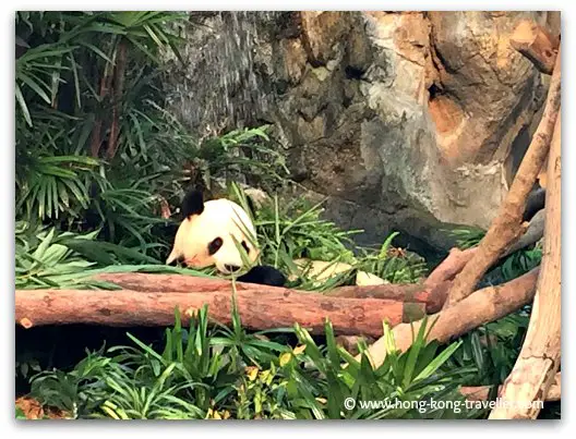 Giant Panda at Ocean Park munching away