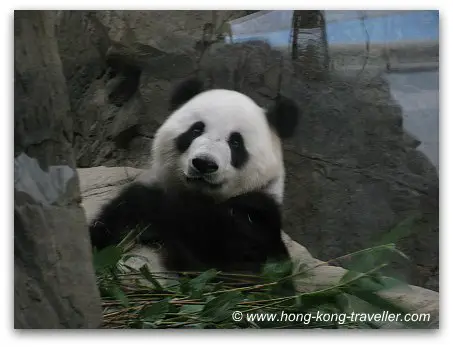KONG A033 Hong Kong 1999 Faune Géant Panda MNH 