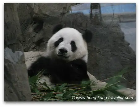 Cute Pandas at Ocean Park