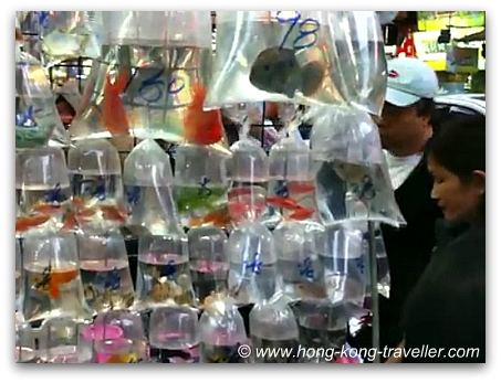 Hong Kong Goldfish Market