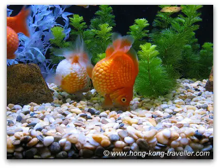 Hong Kong Goldfish Tank