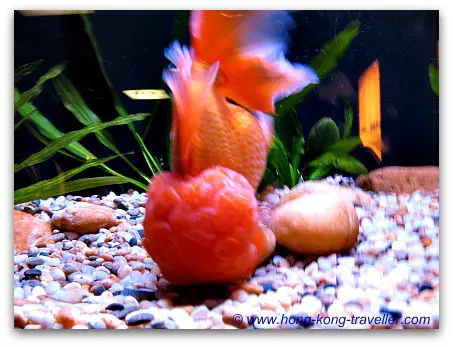 Goldfish Tanks Ocean Park