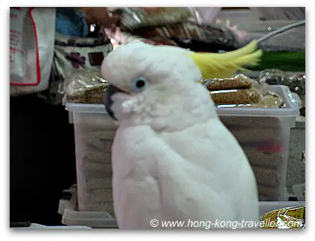 Hong Kong Bird Market 