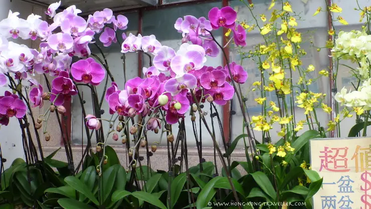 Hong Kong Flower Market