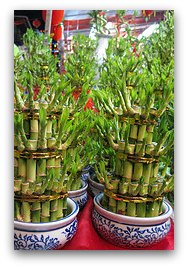 Lucky Bamboo 
