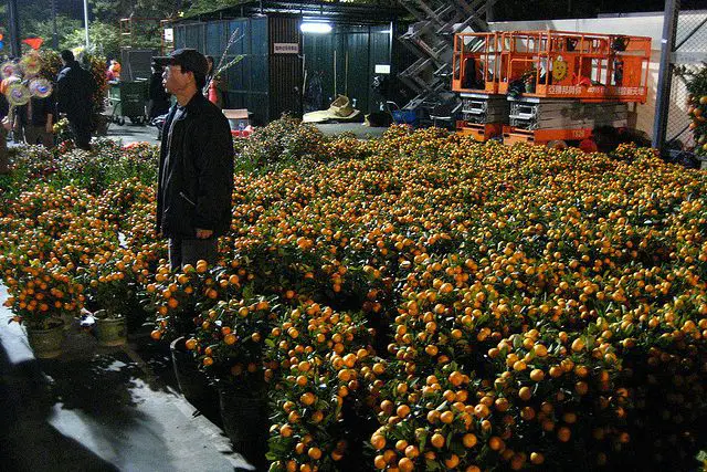 Mandarin Tree vendor at the Chinese New Year Flower Market