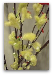 Pussy Willow