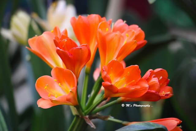 Orange Blooms