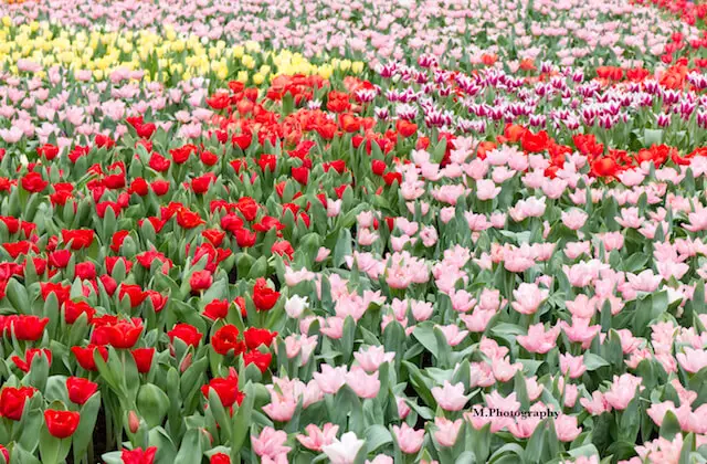 Hong Kong Flower Show