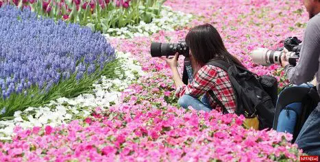 Hong Kong Flower Show