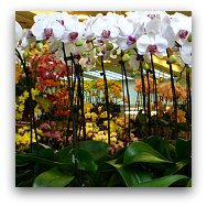 Hong Kong Markets: Flower Market