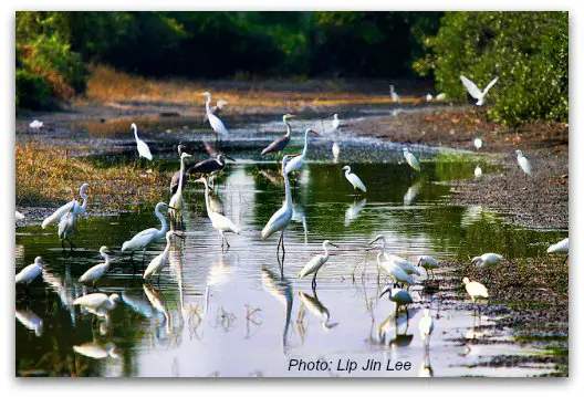 Beautiful Wading Birds at Mai Po Nature Reserve