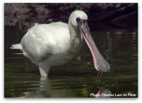 Birds of Hong Kong: Black-Faced Spoonbill