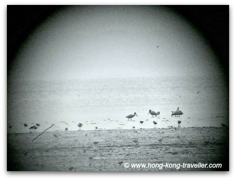 Black-Faced Spoonbills at Mai Po Nature Reserve