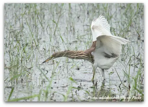 Birds of Hong Kong: Chinese Pond Heron