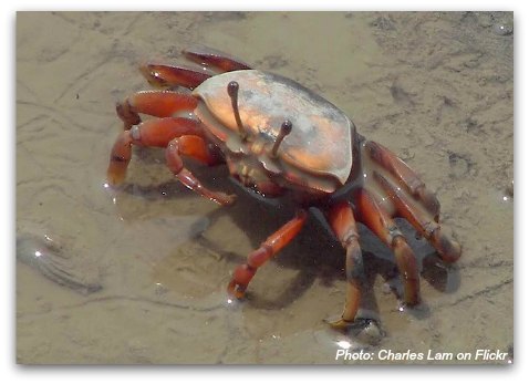 Birds of Hong Kong: Crabs