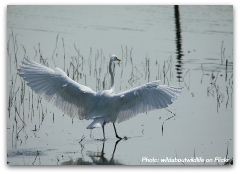 Birds of Hong Kong: Great Egret