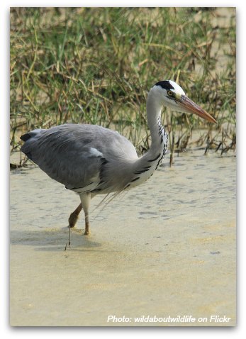 Birds of Hong Kong: Gray Heron