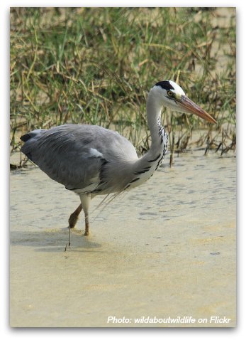 Birds of Hong Kong: Gray Heron