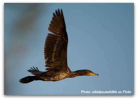 Birds of Hong Kong: Great Cormorant