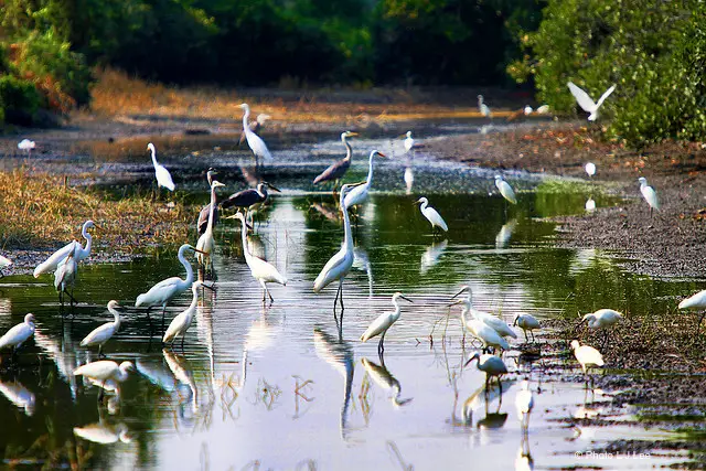 Hong Kong Nature and Wildlife: Migratory Birds flock to Mai Po Nature Reserve