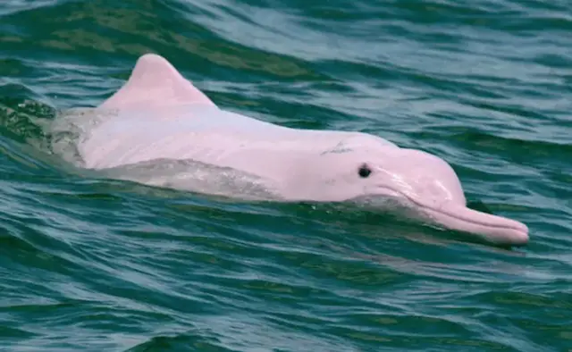 Pink Dolphins in Hong Kong