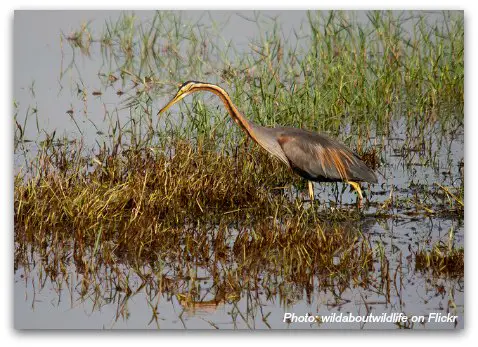 Birds of Hong Kong: Purple Heron