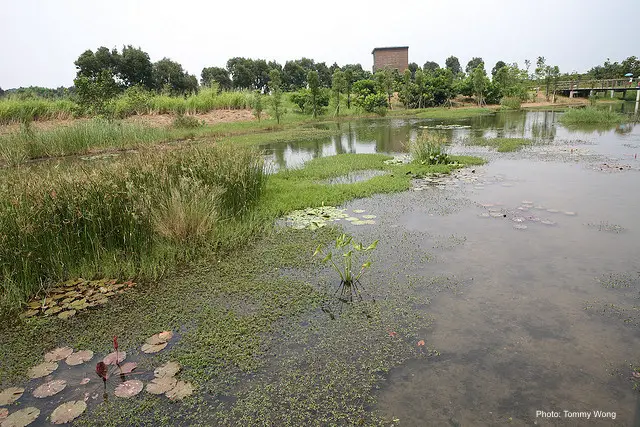 Hong Kong Nature and Wildlife: Migratory Birds flock to Mai Po Nature Reserve