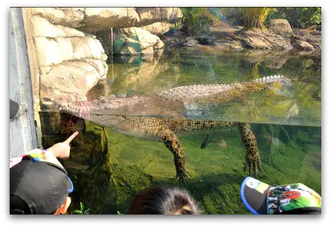 Hong Kong Wetland Park, Pui Pui the salt-water Crocodile