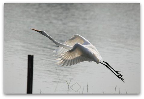 Hong Kong Wetland Park: An egrret in flight seen at the park
