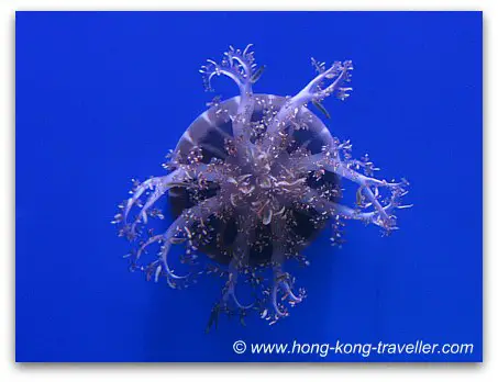 Jelly Fish Aquarium Ocean Park