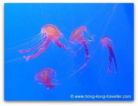 Jelly Fish Aquarium Ocean Park