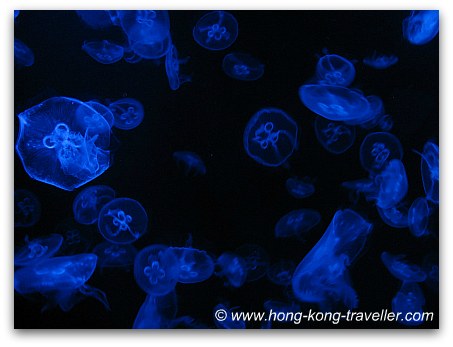 Jelly Fish Tanks Ocean Park