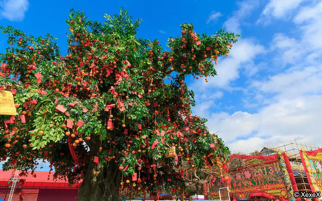 Lam Tsuen Wishing Tree